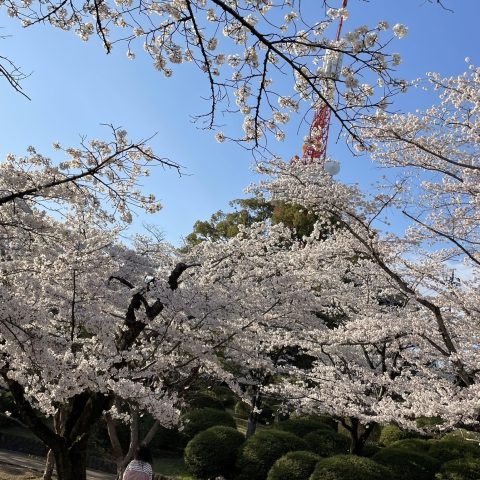 もう春ですね🌸