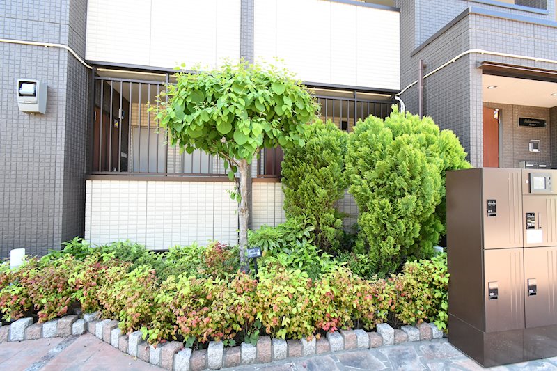 ステラタウン　プルケリマ 庭