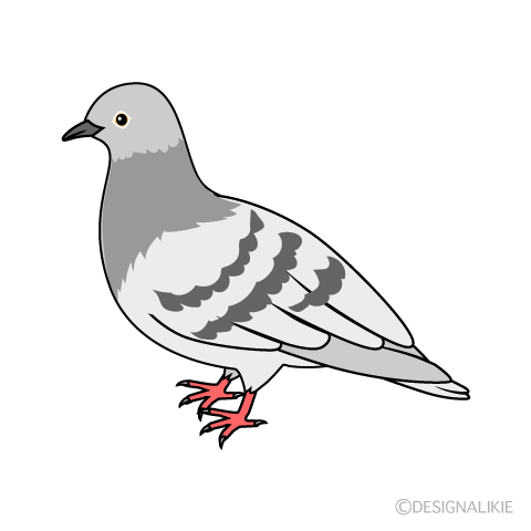 鳩の日🕊️