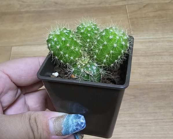 サボテン🌵
