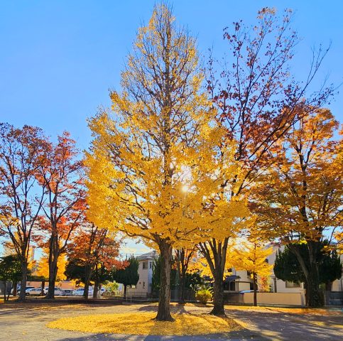 イチョウの木🍂
