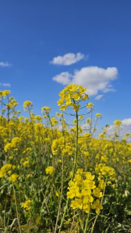 菜の花