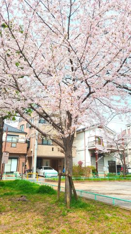 桜🌸