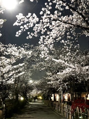 桜トンネル