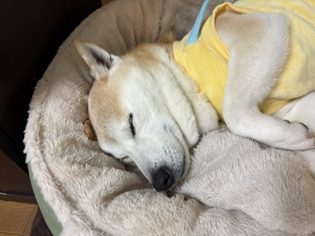 🐶我が家のペットに癒されています🐾