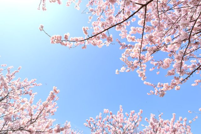 　　　　　🏠新生活応援！🌸