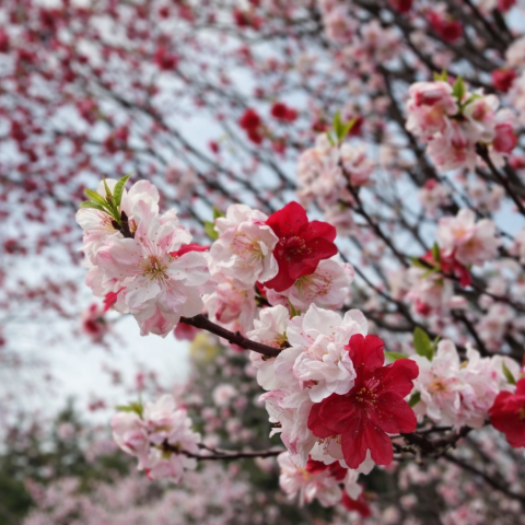 そろそろお花見