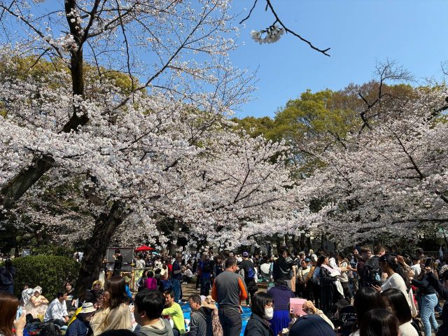 2026年上野恩賜公園の桜は今が見頃！お花見＆アメ横食べ歩き♪