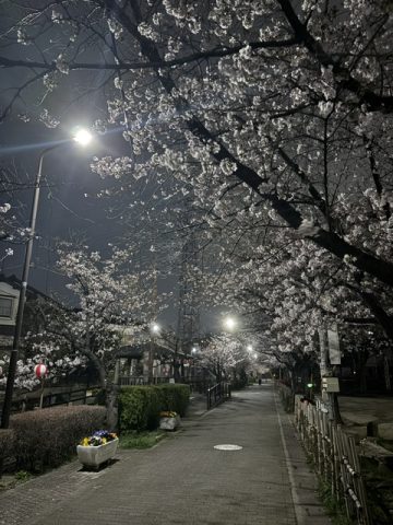夜桜