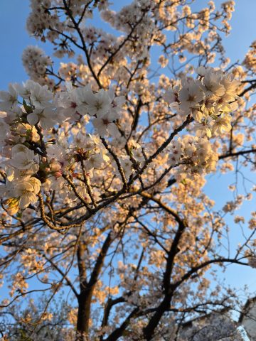 🌸桜🌸