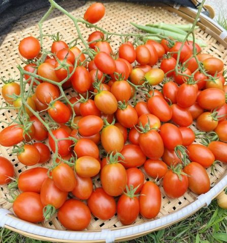 ☆夏の家庭菜園☆
